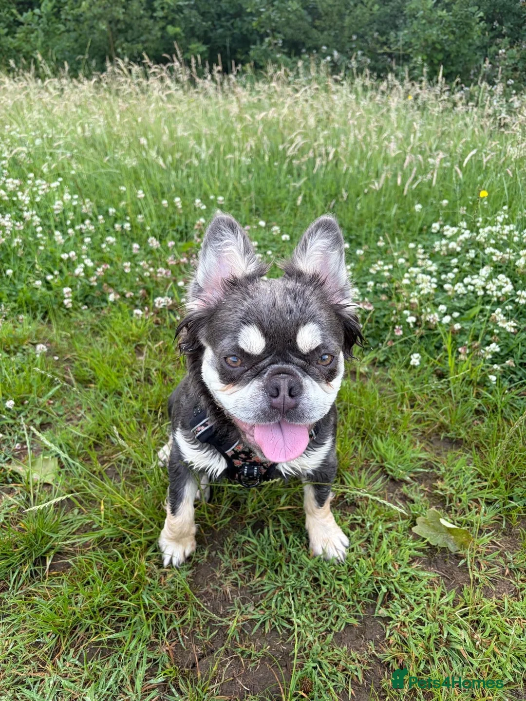 French Bulldog dogs for sale: Coco French bulldog in Gerrards Cross - Advert 2