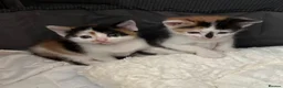 Mixed Breed cats for adoption: Adorable All Girl Kittens in Rainham - Advert 13