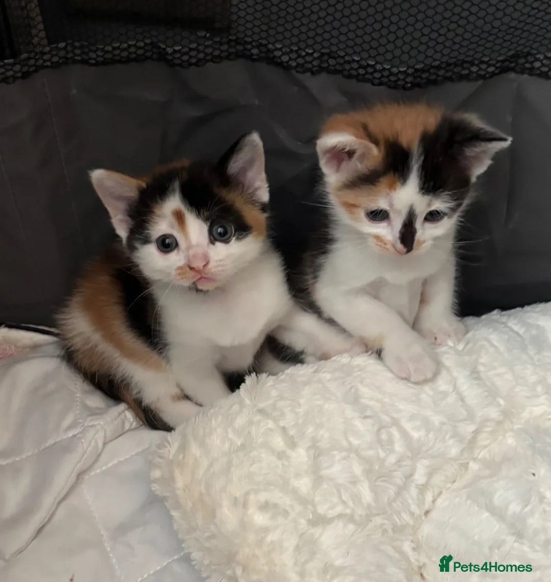 Mixed Breed cats for adoption: Adorable All Girl Kittens in Rainham - Advert 13