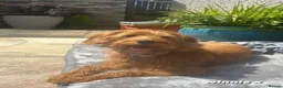 Labradoodle dogs for sale: Absolutely beautiful, F1bb Miniature Labradoodles  - Advert 39