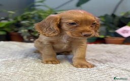 Cocker Spaniel dogs for sale: Four beautiful *working* cocker spaniel puppies - Advert 33