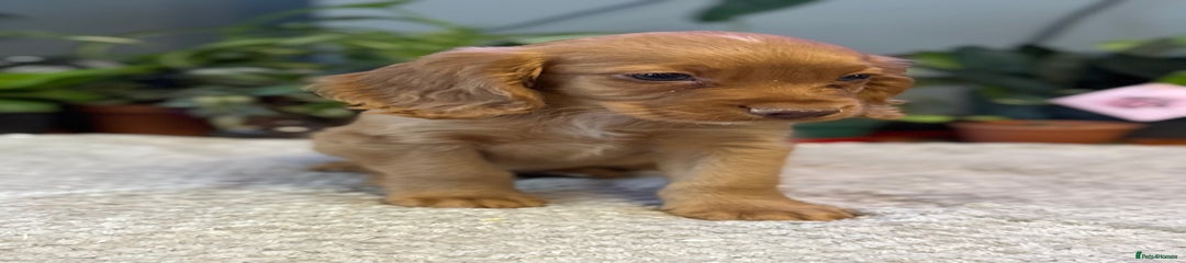 Cocker Spaniel Puppy 2