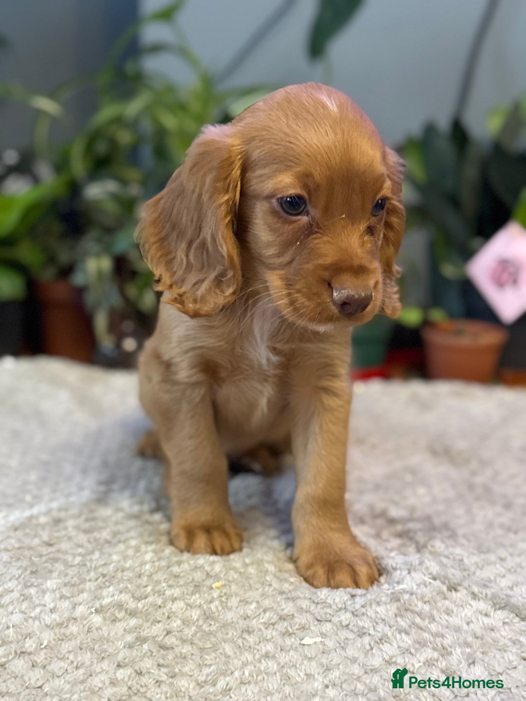 Cocker Spaniel dogs for sale: Four beautiful *working* cocker spaniel puppies - Advert 33