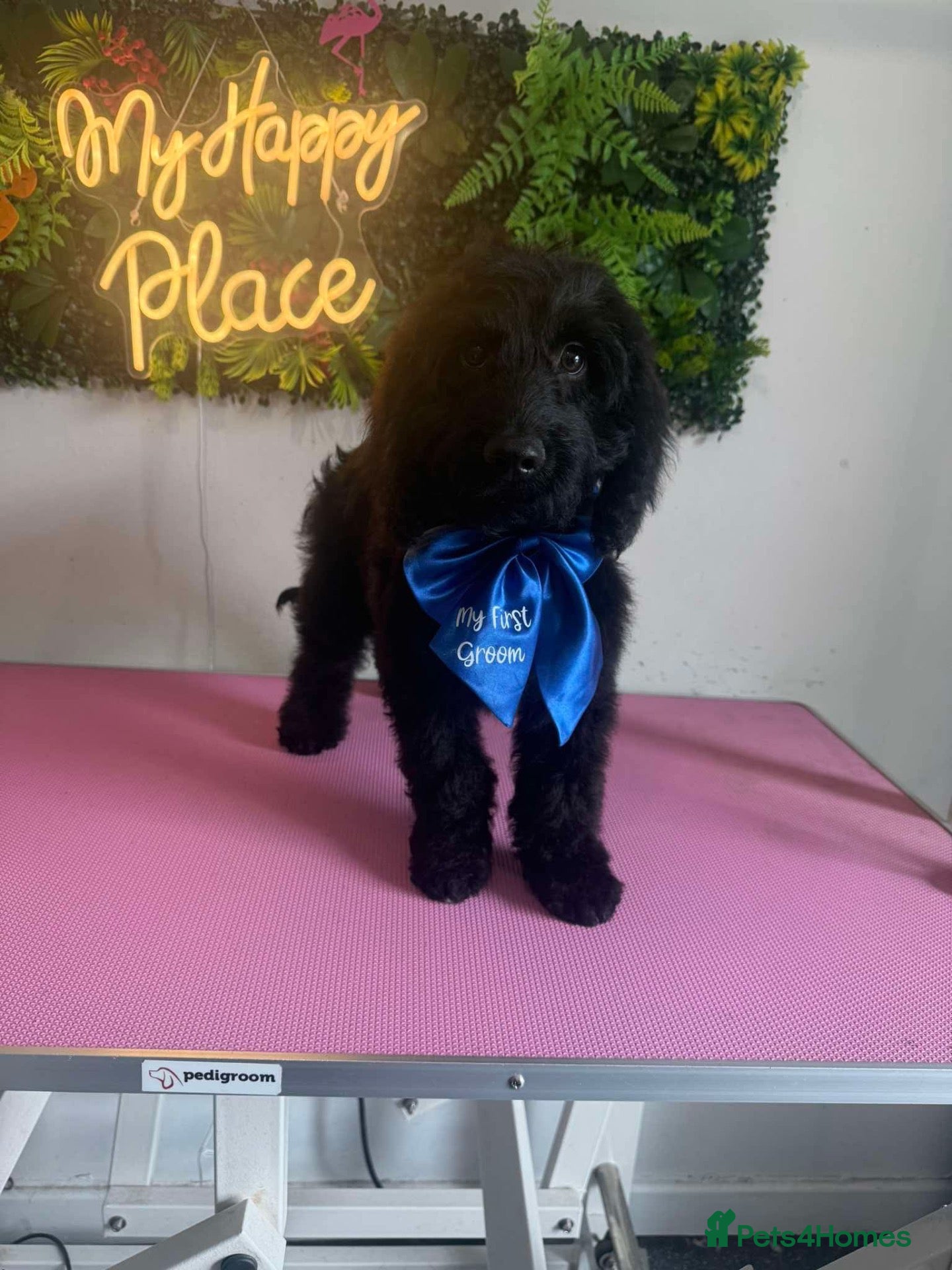 Cockapoo dogs Pup for sale - new home needed  - Advert 1
