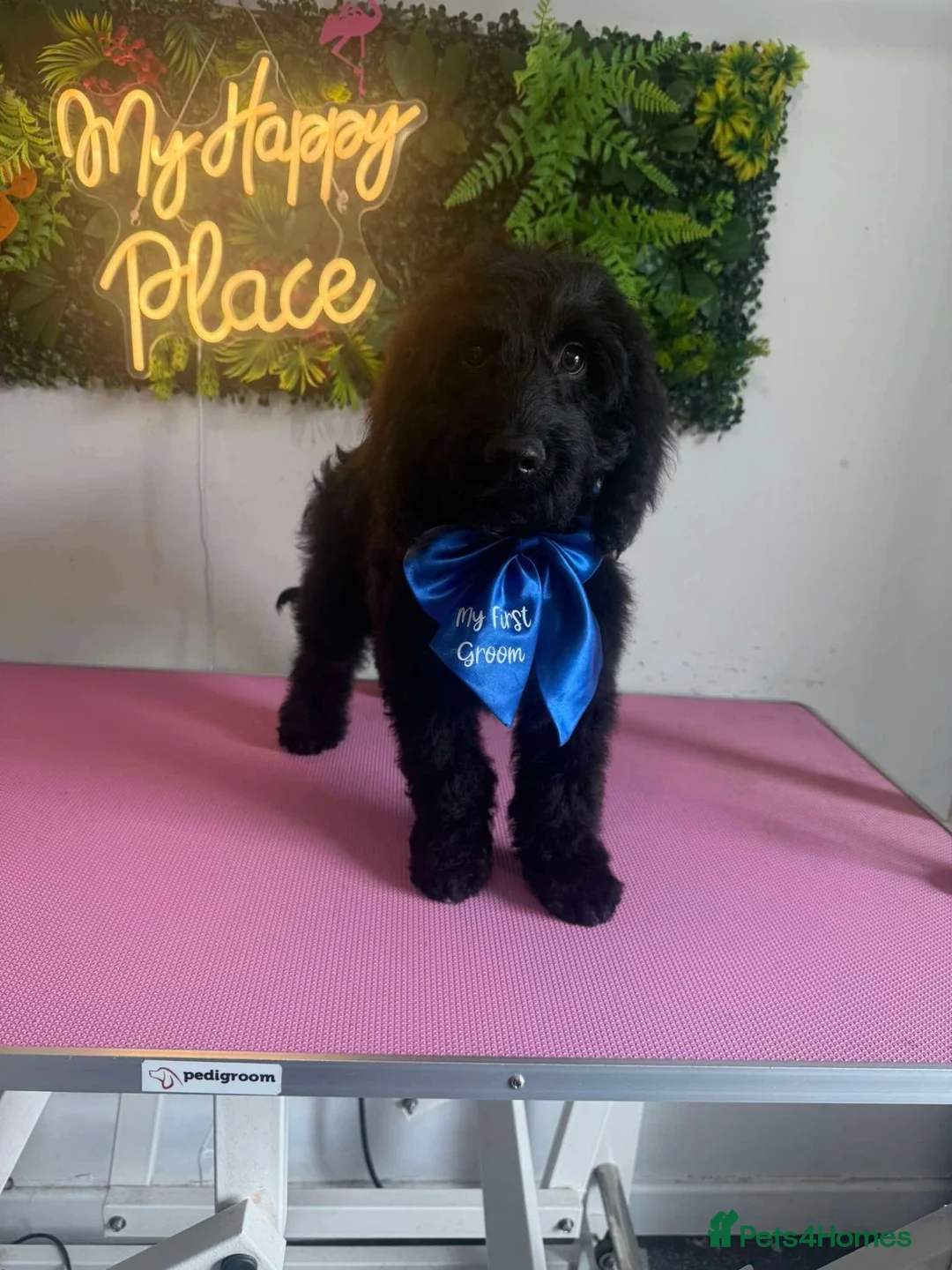 Cockapoo dogs for sale: Pup for sale - new home needed  in Wigan - Advert 1