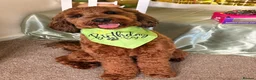 Cockapoo dogs for stud: F2 Cockapoo for Stud - Advert 3
