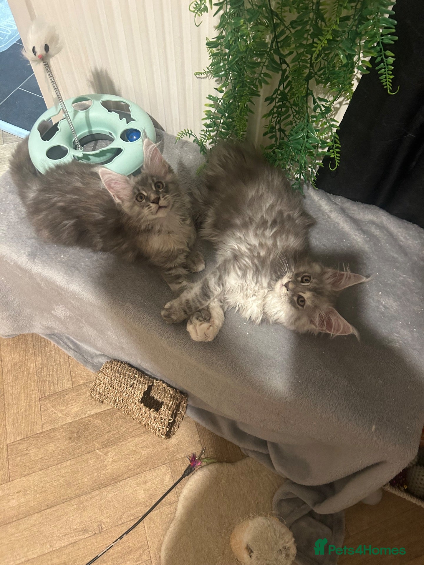 Maine Coon cats Maine coon babies  - Advert 4