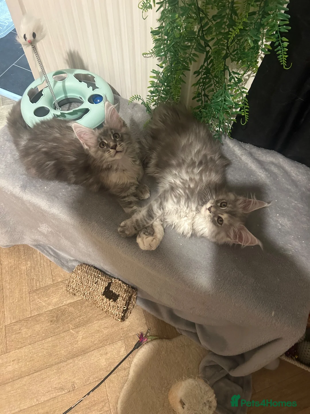 Maine Coon cats for sale: Maine coon babies  - Advert 1