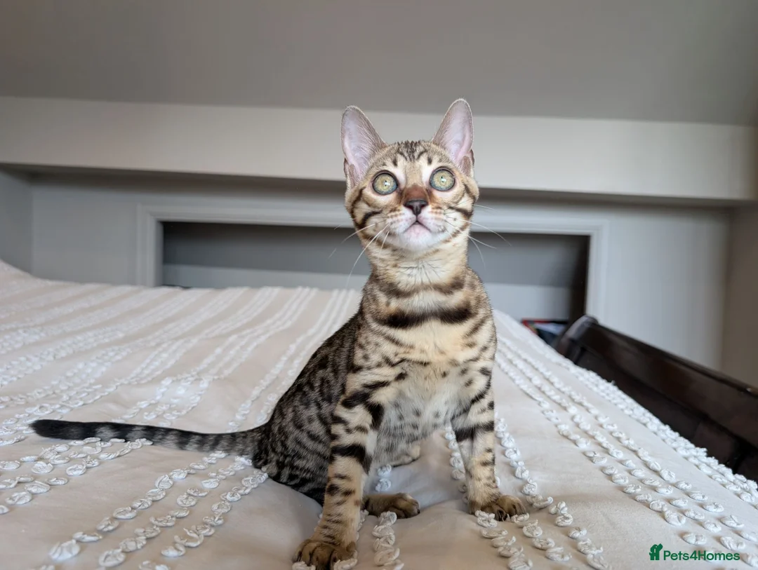 Bengal cats for sale: 🤎🖤 Gorgeous Bengal Girl 🖤🤎 - Advert 1