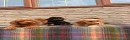 Cockapoo dogs for sale: F1 Cockapoos (council licensed)  in Stourport-on-Severn - Advert 15