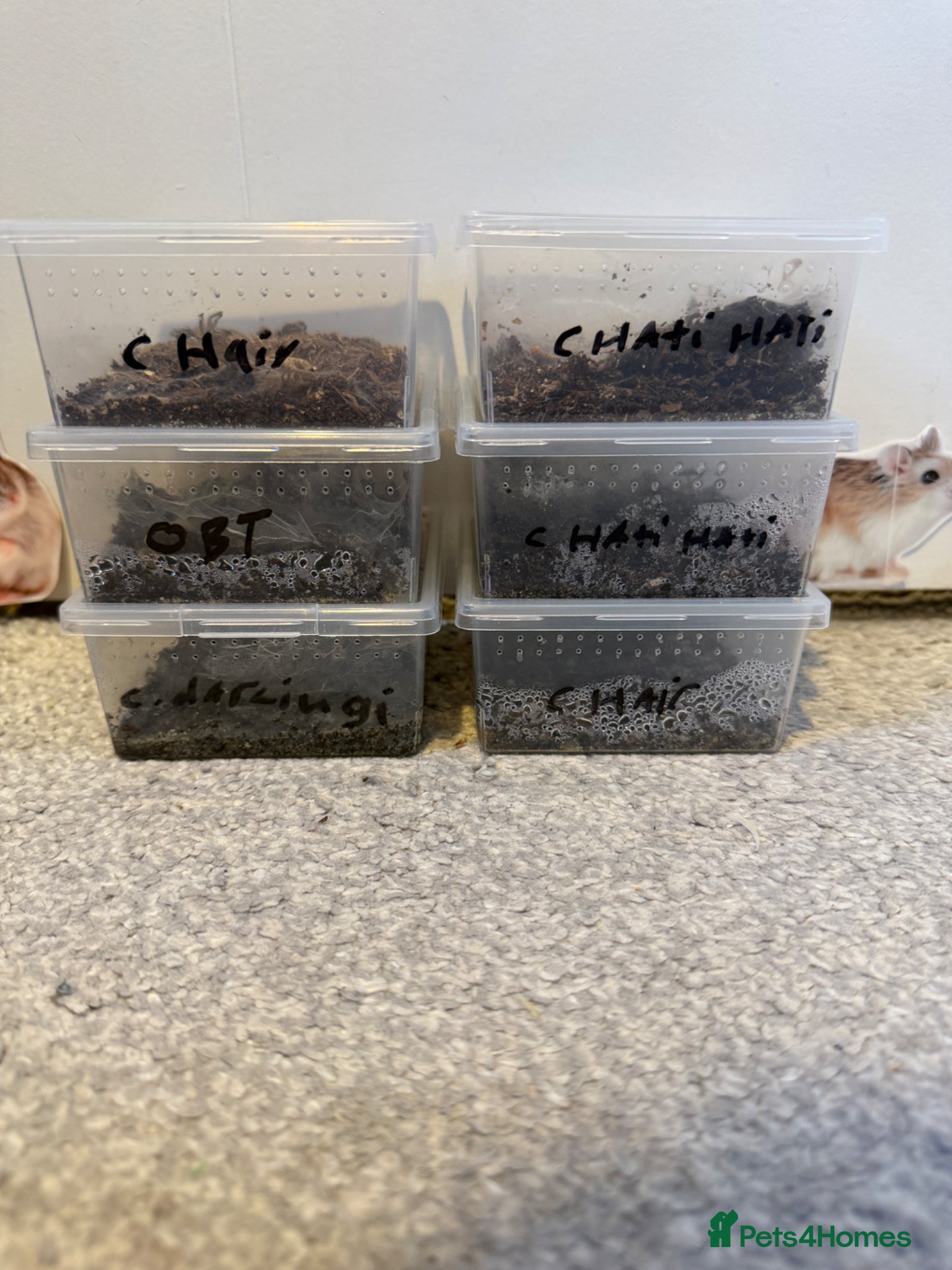 Mixed Breed invertebrates Various tarantula slings  - Advert 11