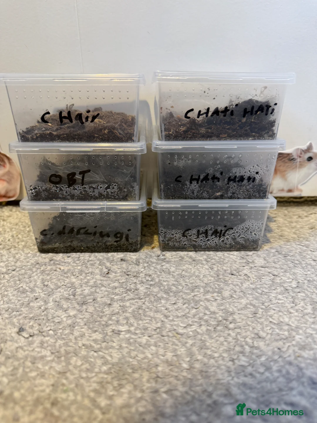 Mixed Breed invertebrates for sale: Various tarantula slings  in Taunton - Advert 1