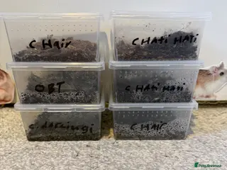 Mixed Breed invertebrates Various tarantula slings - Advert 11