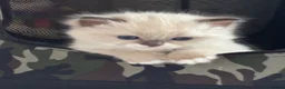 Ragdoll cats for sale: Registered pedigree cherubim ragdolls - Advert 10