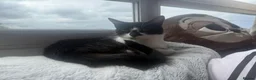 Mixed Breed cats for sale: 5 year old girl needs a home asap in South Shields - Advert 8