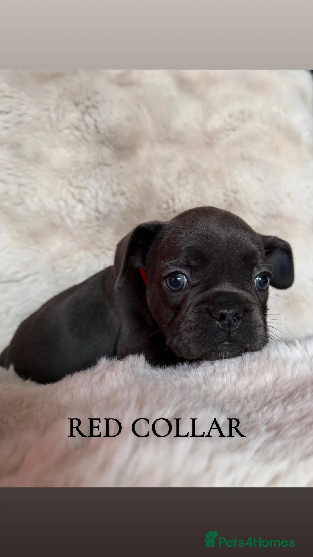 French Bulldog dogs for sale: Beautiful french bulldogs puppies 4 girls & 4 boys in London - Advert 14