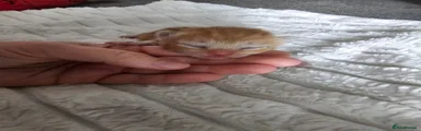 Mixed Breed Kitten 4