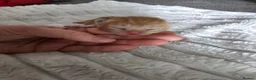 Mixed Breed cats for sale: Mixed calico kittens  - Advert 4