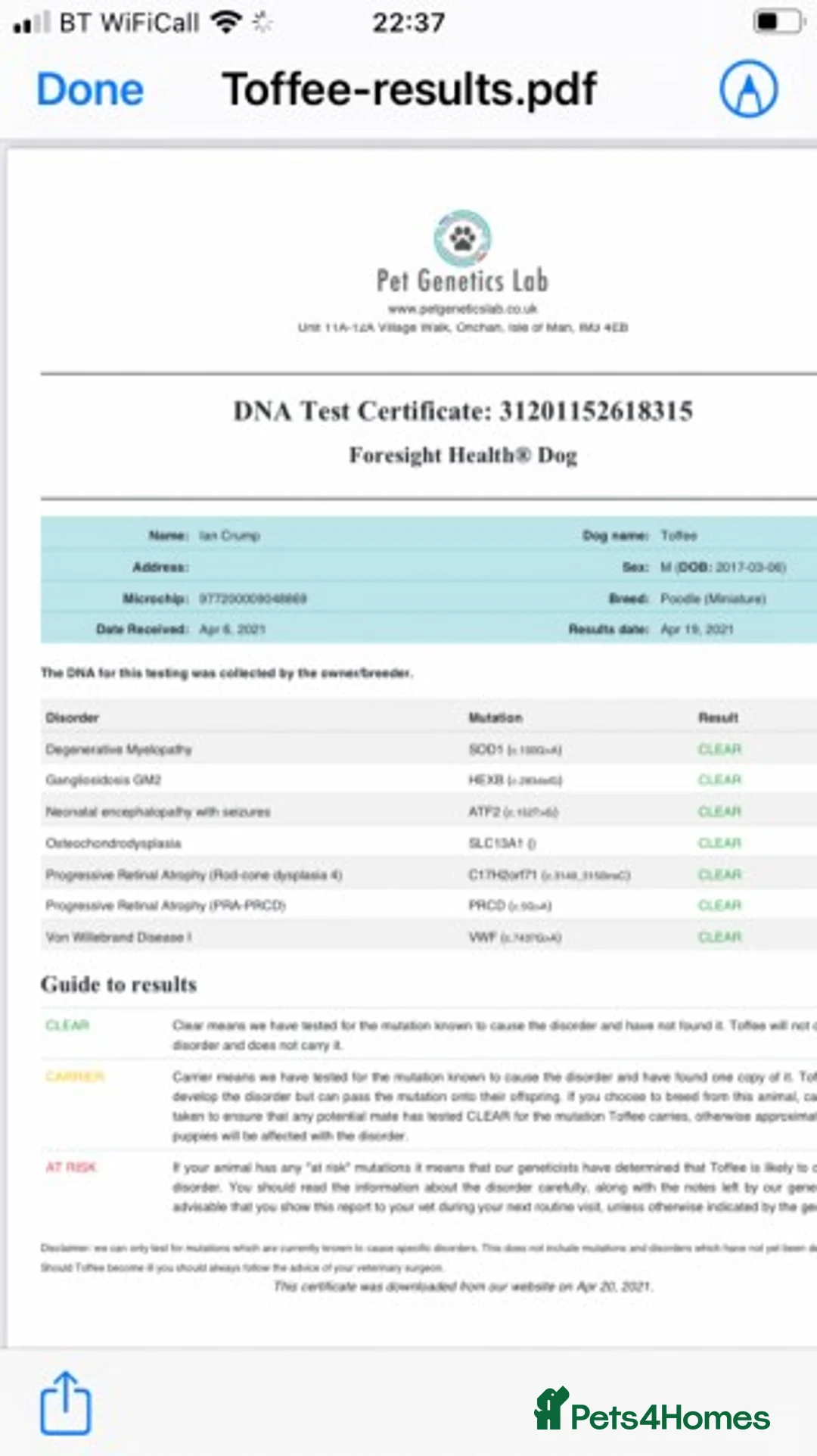 Miniature Poodle dogs for stud: Red miniature poodle DNA Tested KC reg kind nature in Dunblane - Advert 2