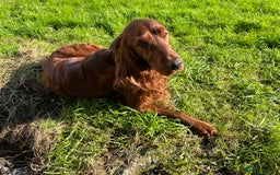 Irish Setter dogs for stud: Handsome IRISH SETTER BOY at Stud - Image 2