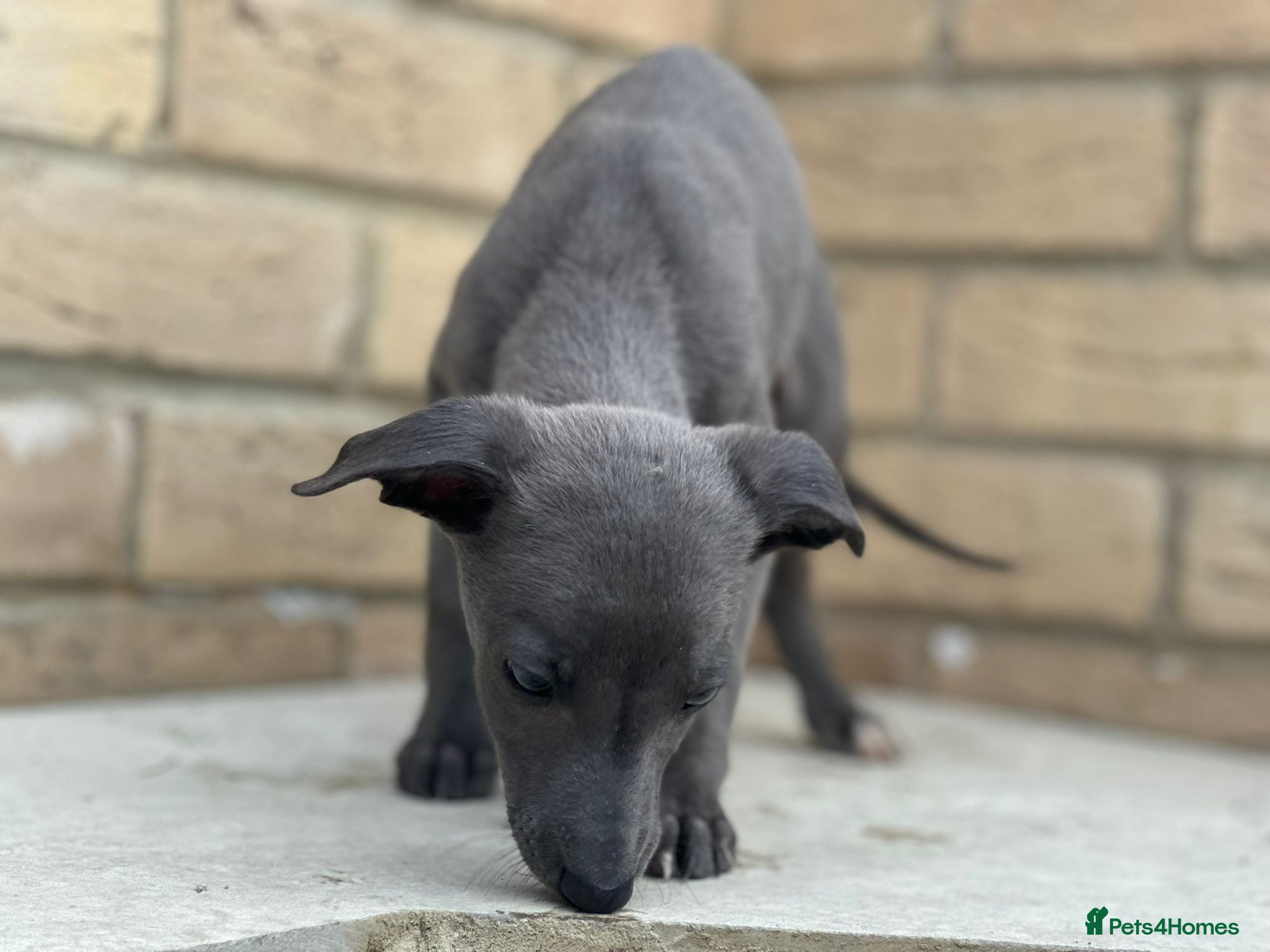 Whippet dogs for sale: Whippet pups ready now! - Advert 3