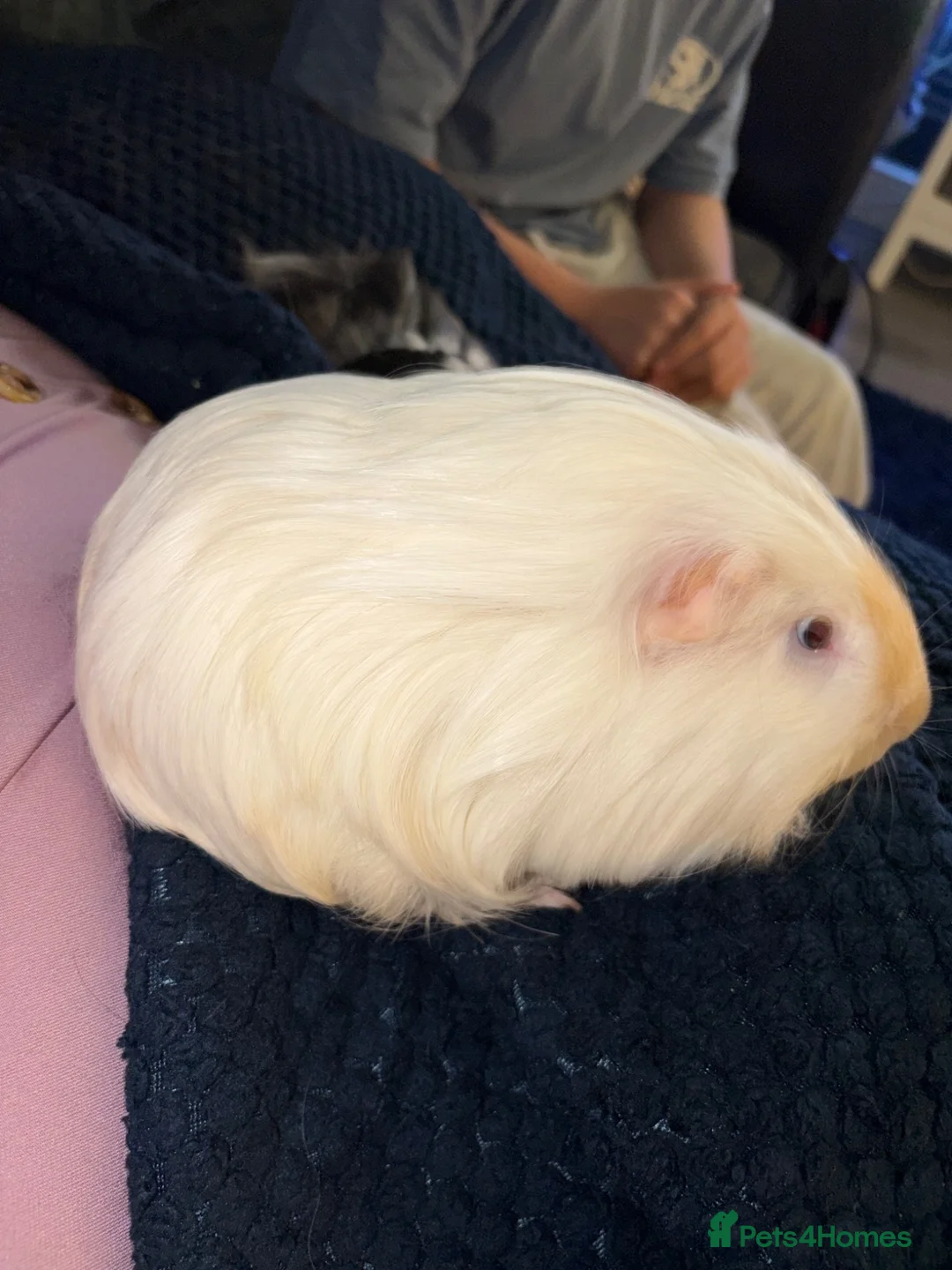 Guinea Pig rodents for sale: 2 male boar guinea pigs  - Advert 2
