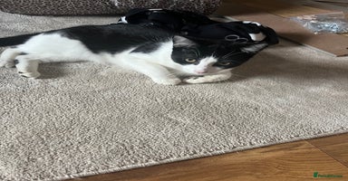 Mixed Breed cats - Advert 7