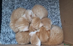 British Shorthair cats for sale: Gorgeous British Shorthair Kittens for SALE - Image 1