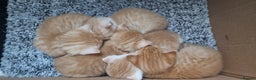 Mixed Breed cats for sale: Gorgeous British Shorthair Kittens for SALE - Advert 10