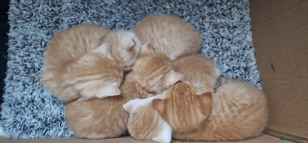 British Shorthair cats for sale: Gorgeous British Shorthair Kittens for SALE - Image 1