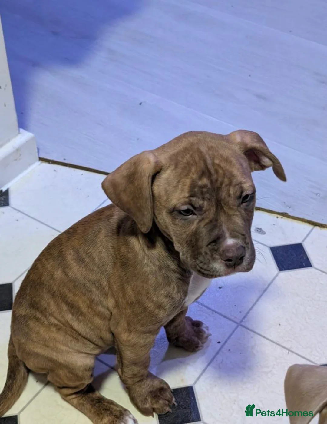 Bullmastiff dogs for sale: Pitbull Mastiff Pups  in London - Advert 4