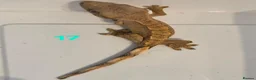 Gecko reptiles for sale: Current reptiles available  - Advert 5
