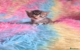 Mixed Breed cats for sale: 4 kittens for sale - Image 10