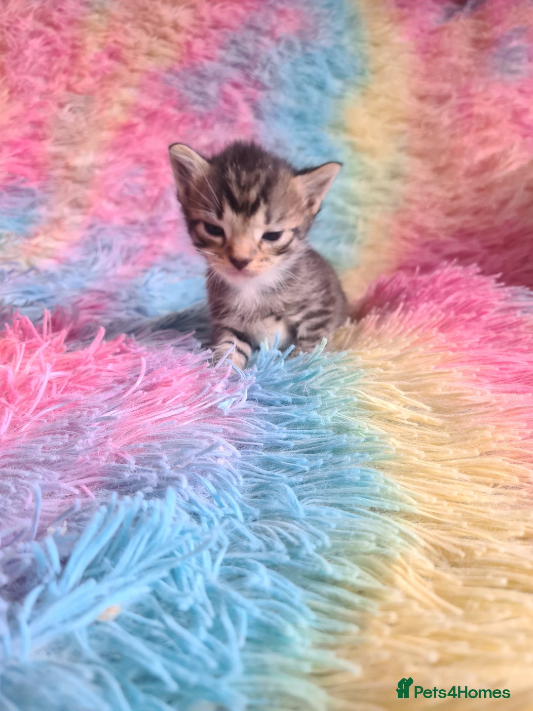 Mixed Breed cats for sale: 4 kittens for sale - Image 10