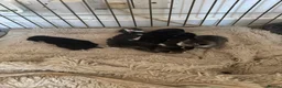 Mixed Breed cats for sale: 3 boys 3 girl kittens  in Scunthorpe - Advert 2