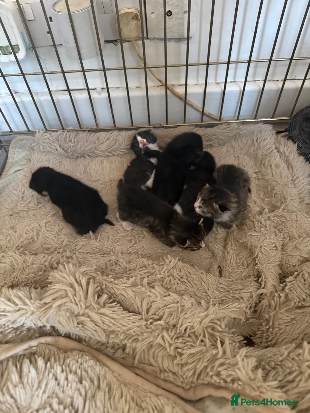 Mixed Breed cats for sale: 3 boys 3 girl kittens  in Scunthorpe - Advert 2