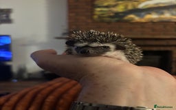 Pygmy Hedgehog rodents for sale: African Pygmy Hedgehogs  - Advert 4