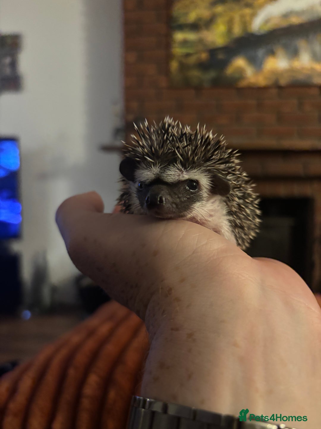 Pygmy Hedgehog rodents for sale: African Pygmy Hedgehogs  - Advert 4
