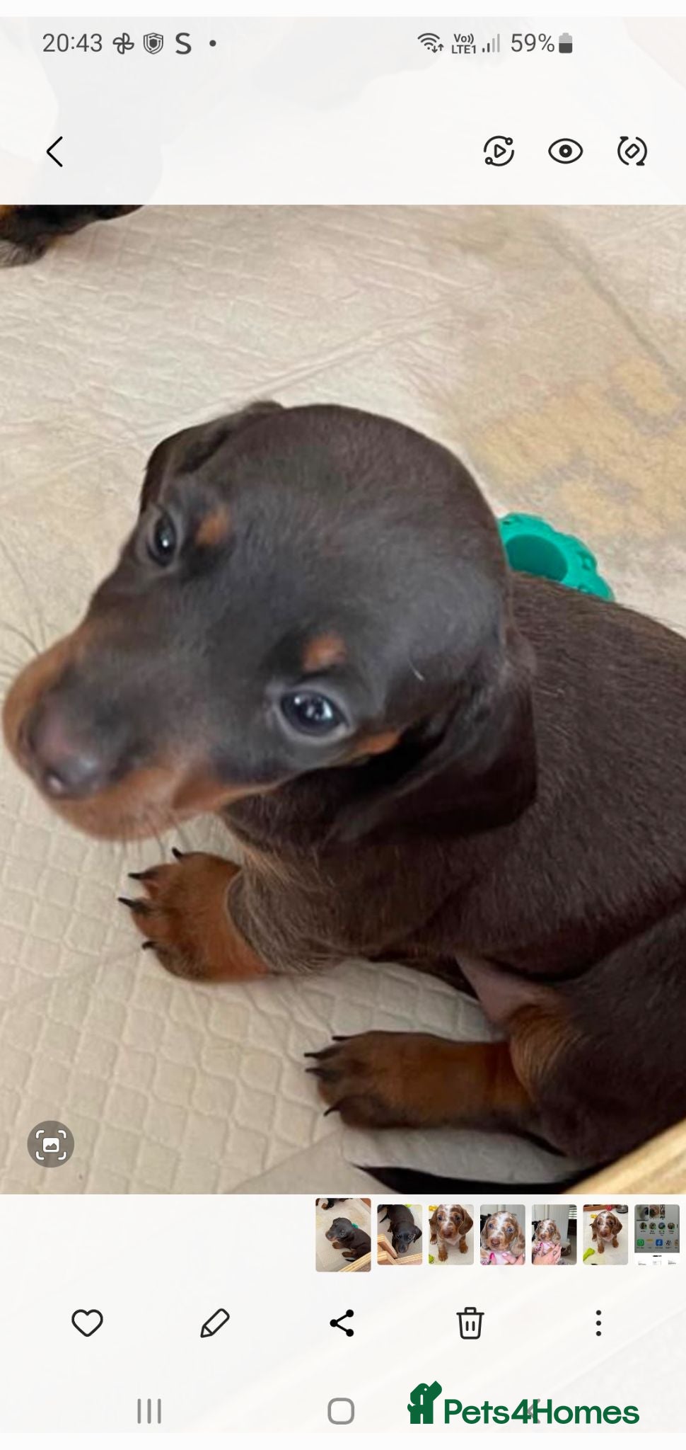 Dachshund dogs Miniature Dacshund  - Advert 6
