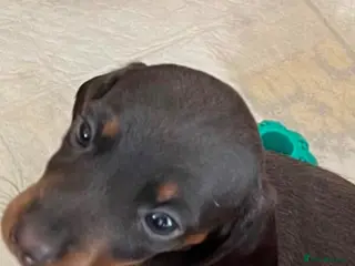 Dachshund dogs Miniature Dacshund - Advert 6