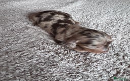 Miniature Dachshund dogs for sale: Miniature long-haired dachshunds - Image 3