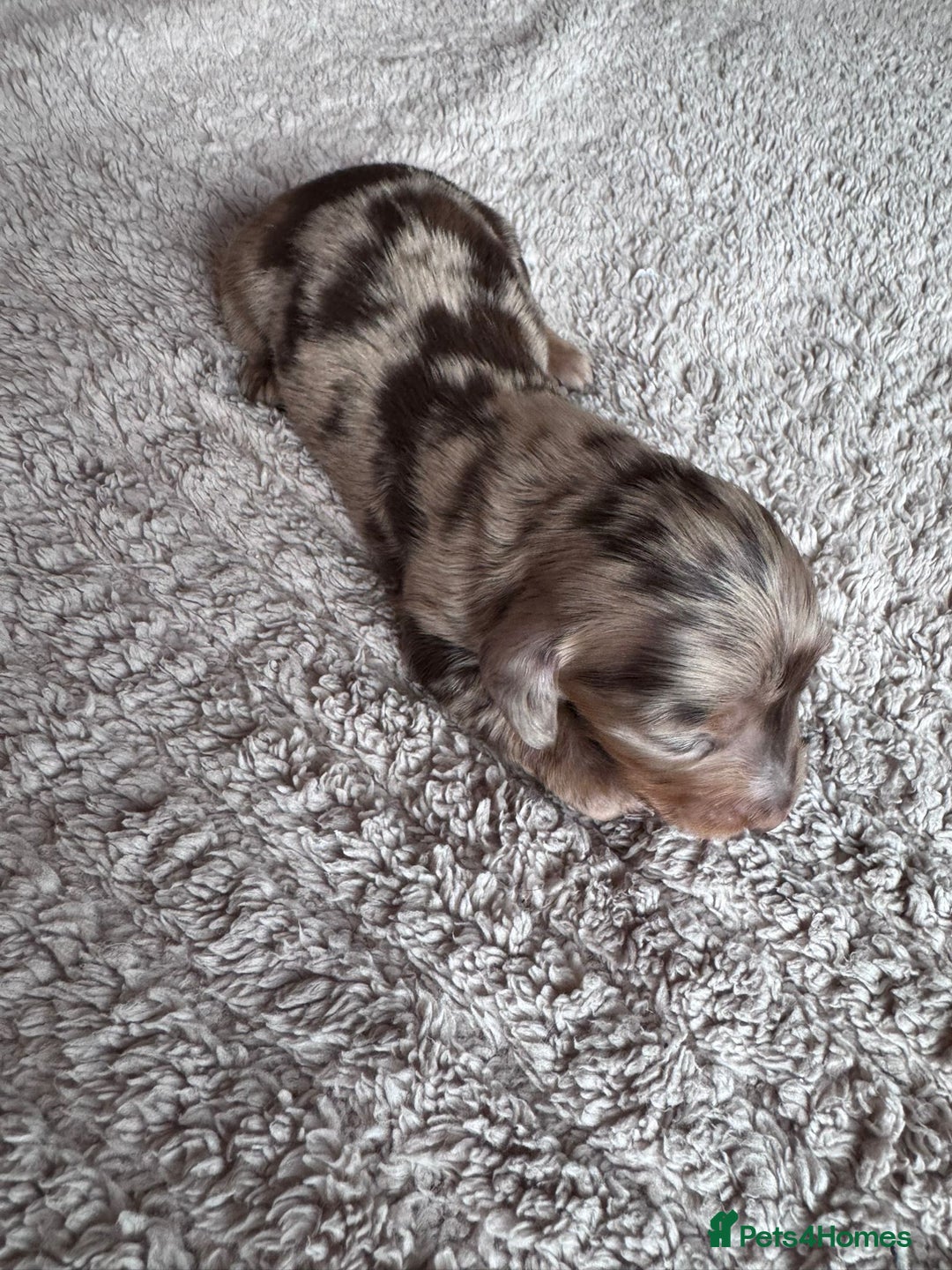 Miniature Dachshund dogs for sale: Miniature long-haired dachshunds - Image 3