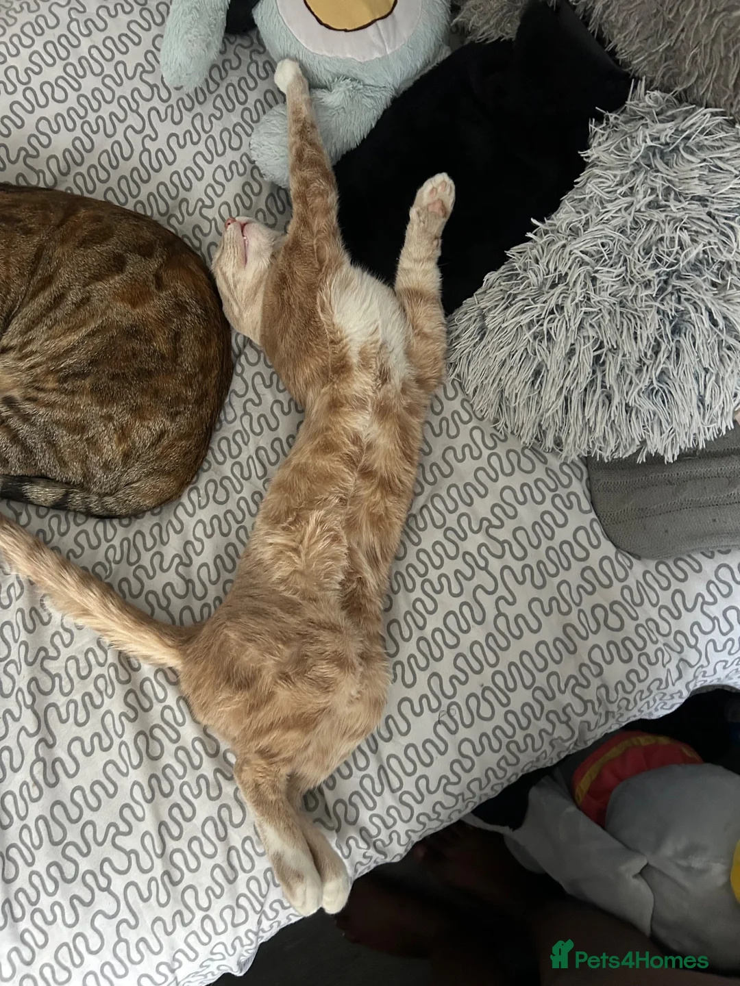 Mixed Breed cats for sale: boy kitten for sale - Advert 2