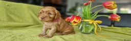 Cocker Spaniel dogs for sale: Gorgeous Cocker Spaniel Puppies - Health Tested - Advert 4