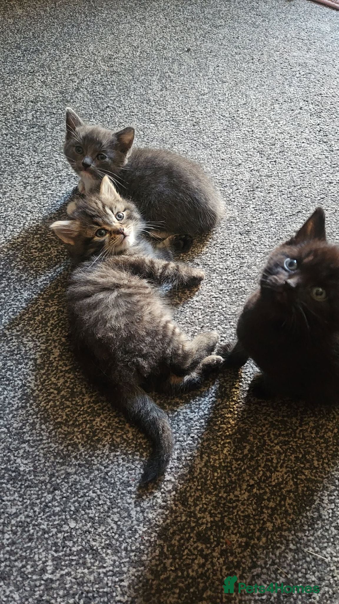 Mixed Breed cats 3 Gorgeous Kittens for Sale - Advert 1