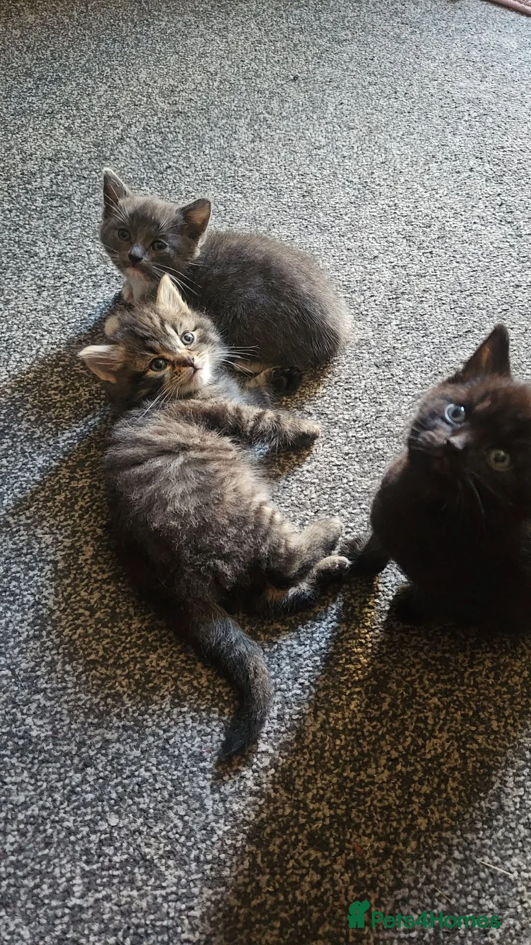 Mixed Breed cats for sale: 3 Gorgeous Kittens for Sale in Derby - Advert 1