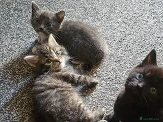 Mixed Breed cats 3 Gorgeous Kittens for Sale - Advert 5