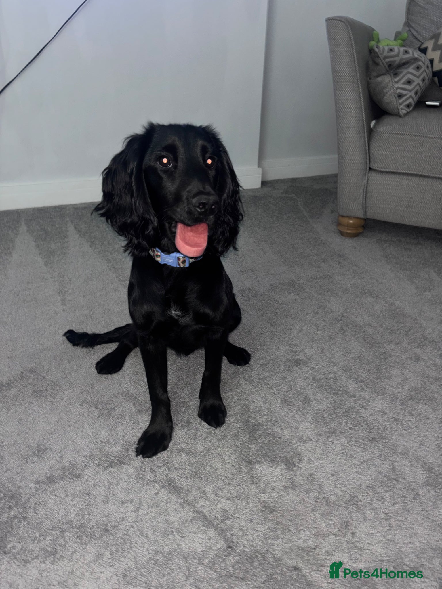 Cocker Spaniel dogs 7 month old boy cocker spaniel - Advert 7
