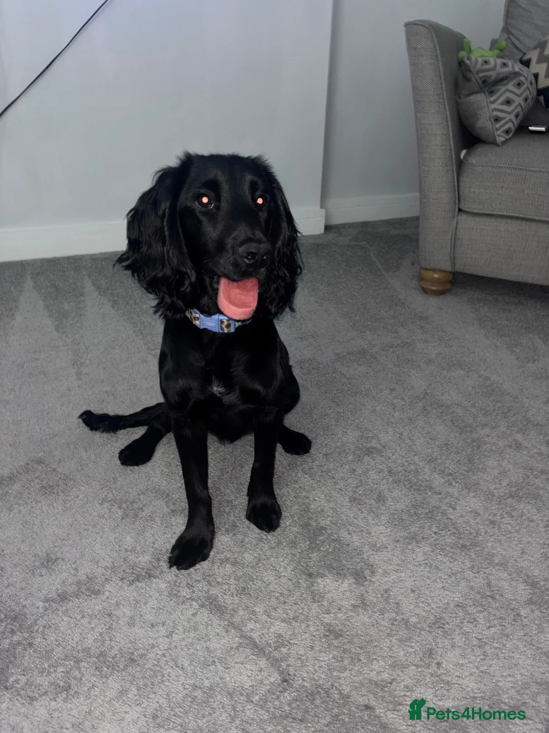 Cocker Spaniel dogs for sale: 7 month old boy cocker spaniel - Advert 1