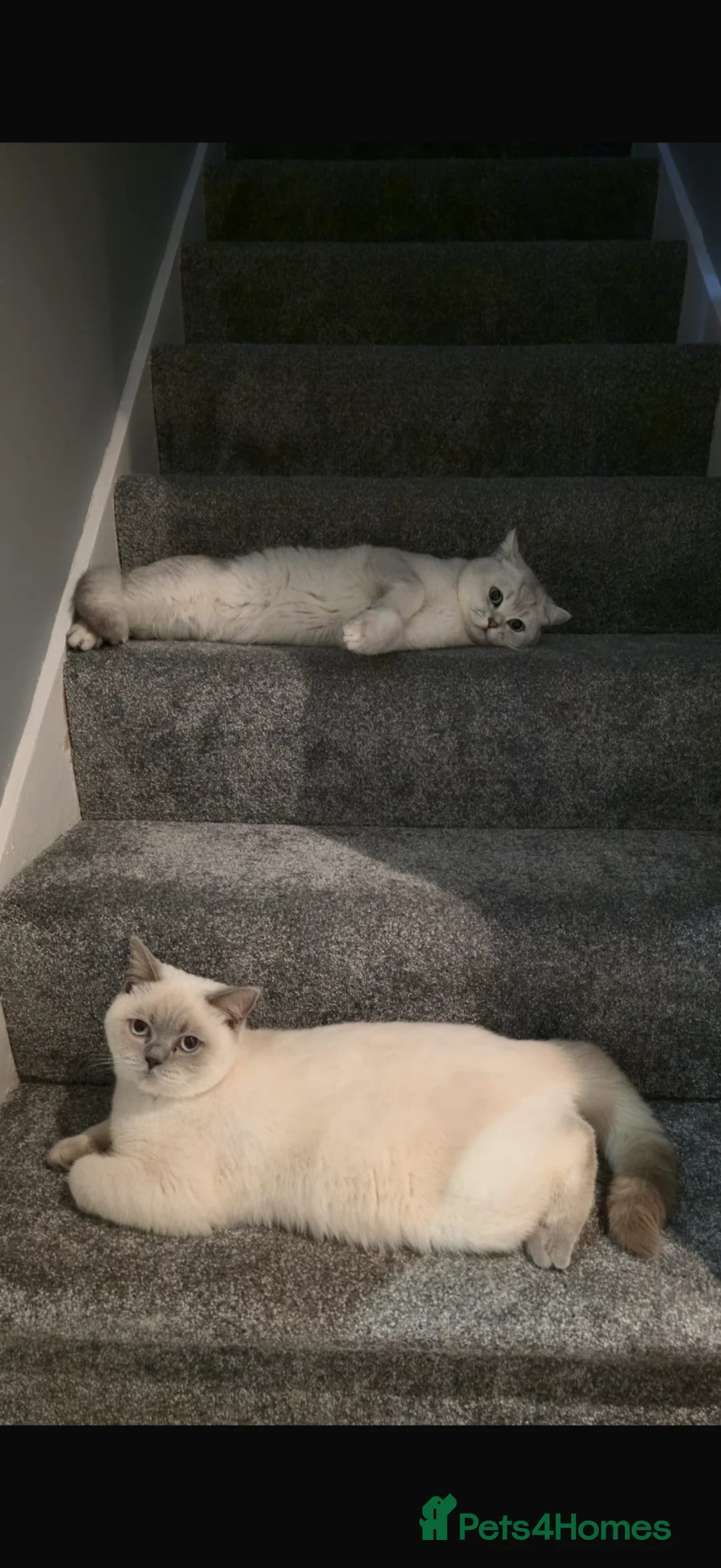 British Shorthair cats for sale: Lilac golden British shorthair kitten - Advert 8